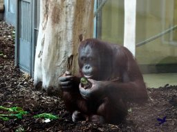Tiergarten Schönbrunn am 24.02.2026